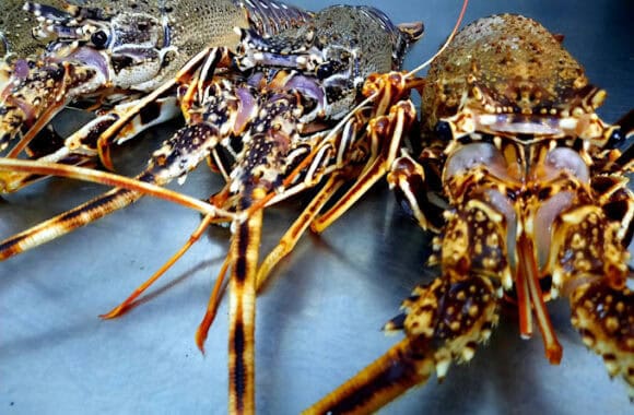 Casa Santi homards