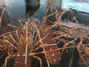 Hogar-Del-Pescador-Homards