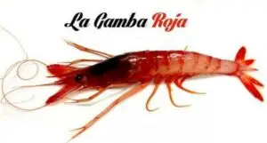 Los Gamba de Garrucha roja