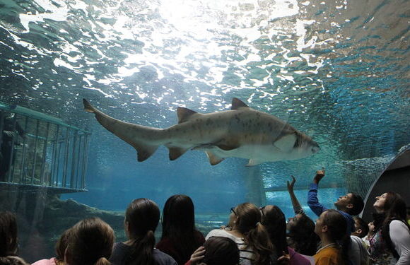 Aquarium Roquetas de Mar Costa de Almeria Ninos