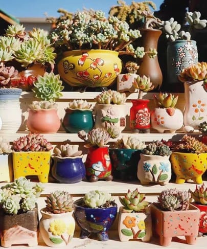 Cactus