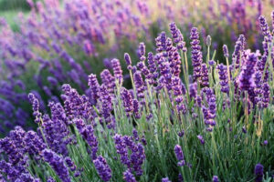 Lavende