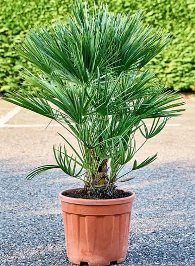 Palmier Chamaerops humilis