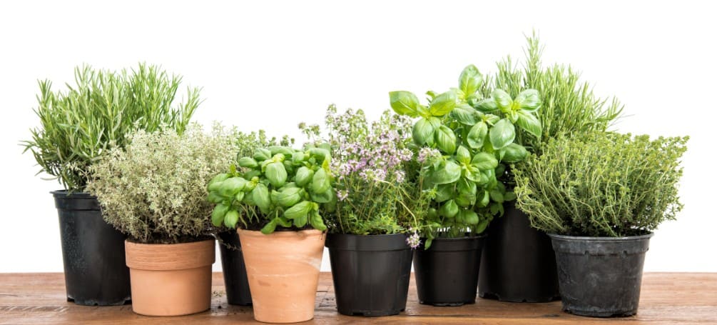 aromes
