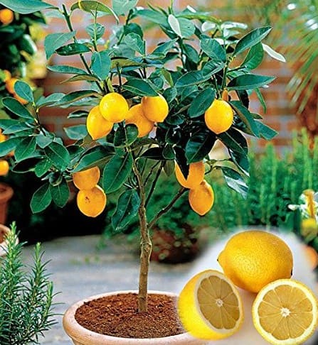citronier