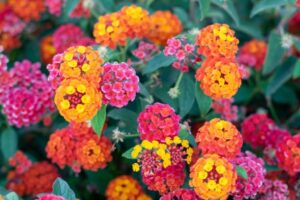 lantana flower