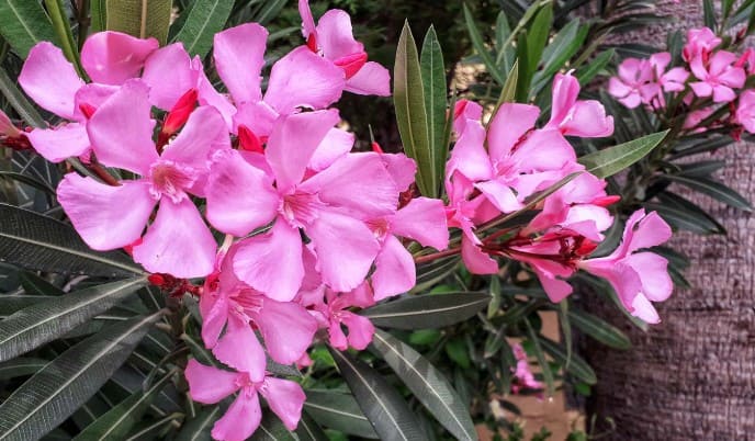 oleander