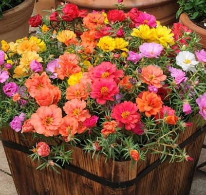 portulaca
