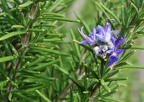 rosemary