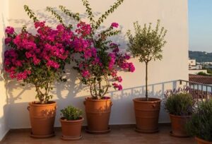 terrasse-blanche