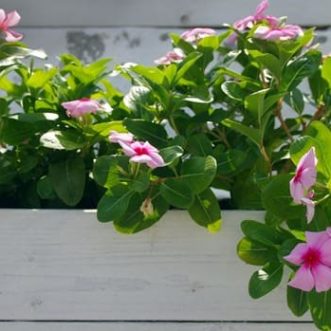 dipladenia