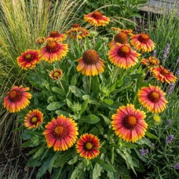 gaillarde
