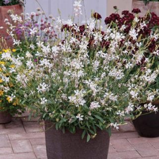 gaura