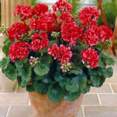 geranium