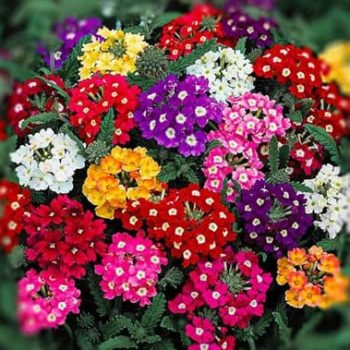 verbena